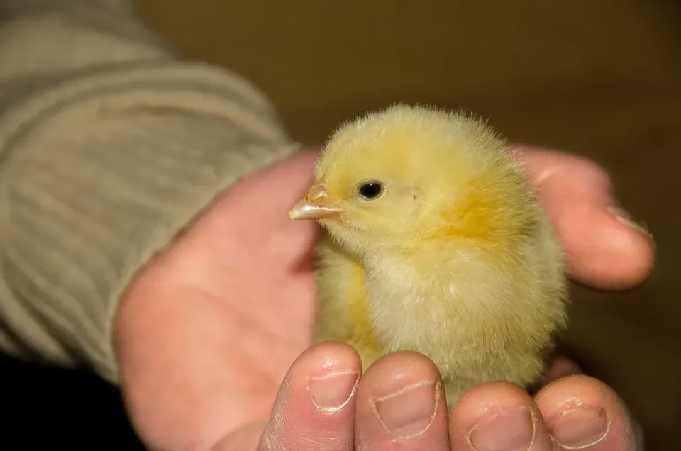 Baby Chick — Animal — Baby Chick, Human Hand, Sleeve, Animal, Pest Control