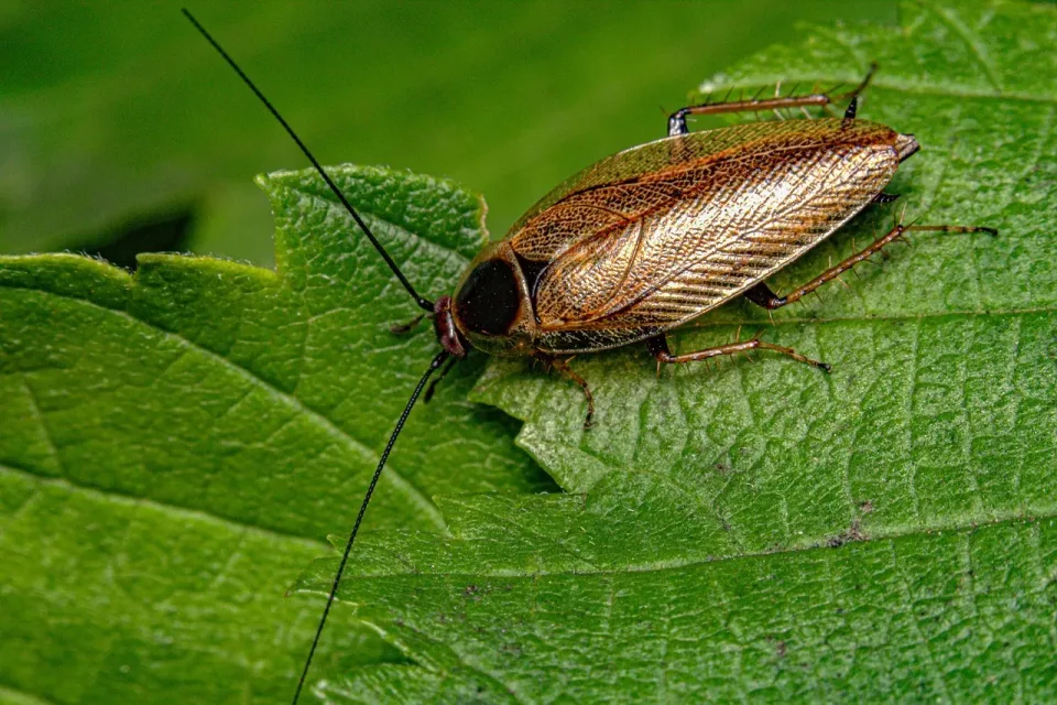 Cockroach — Pest Control — Cockroach, Leaf, Antennae, Pest Control, Pest Control