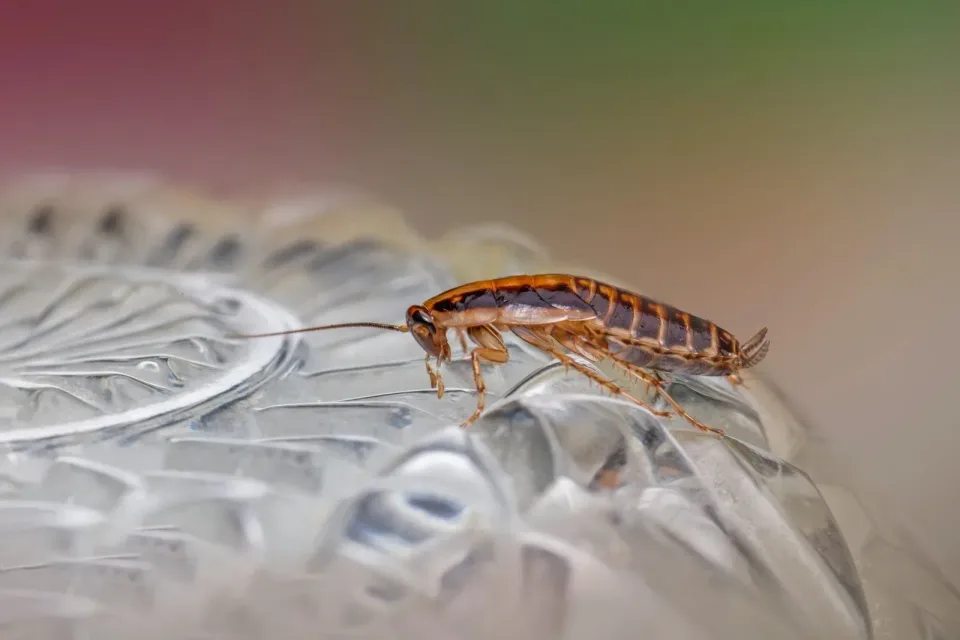 Cockroach — Pest Control — Cockroach, Glass Surface, Antennae, Pest Control, Pest Control