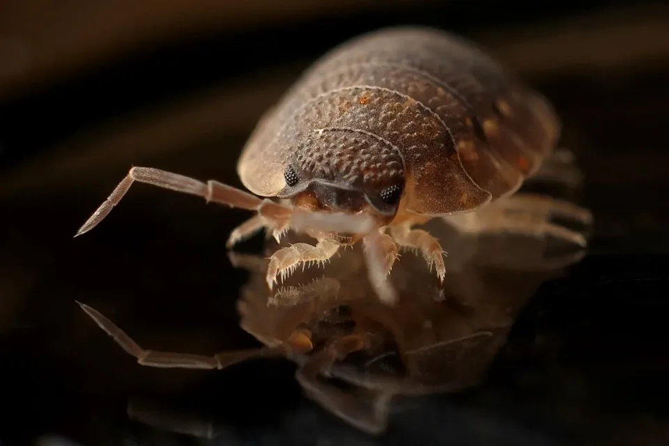 Isopod — Pest Control — Isopod, Pill Bug, Woodlouse, Pest Control, Pest Control
