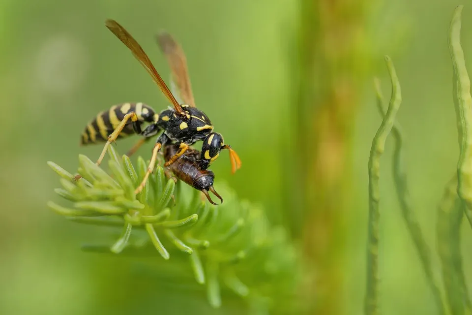 Paper Wasp — Pest Control — Paper Wasp, Earwig, Conifer Needles, Pest Control, Pest Control