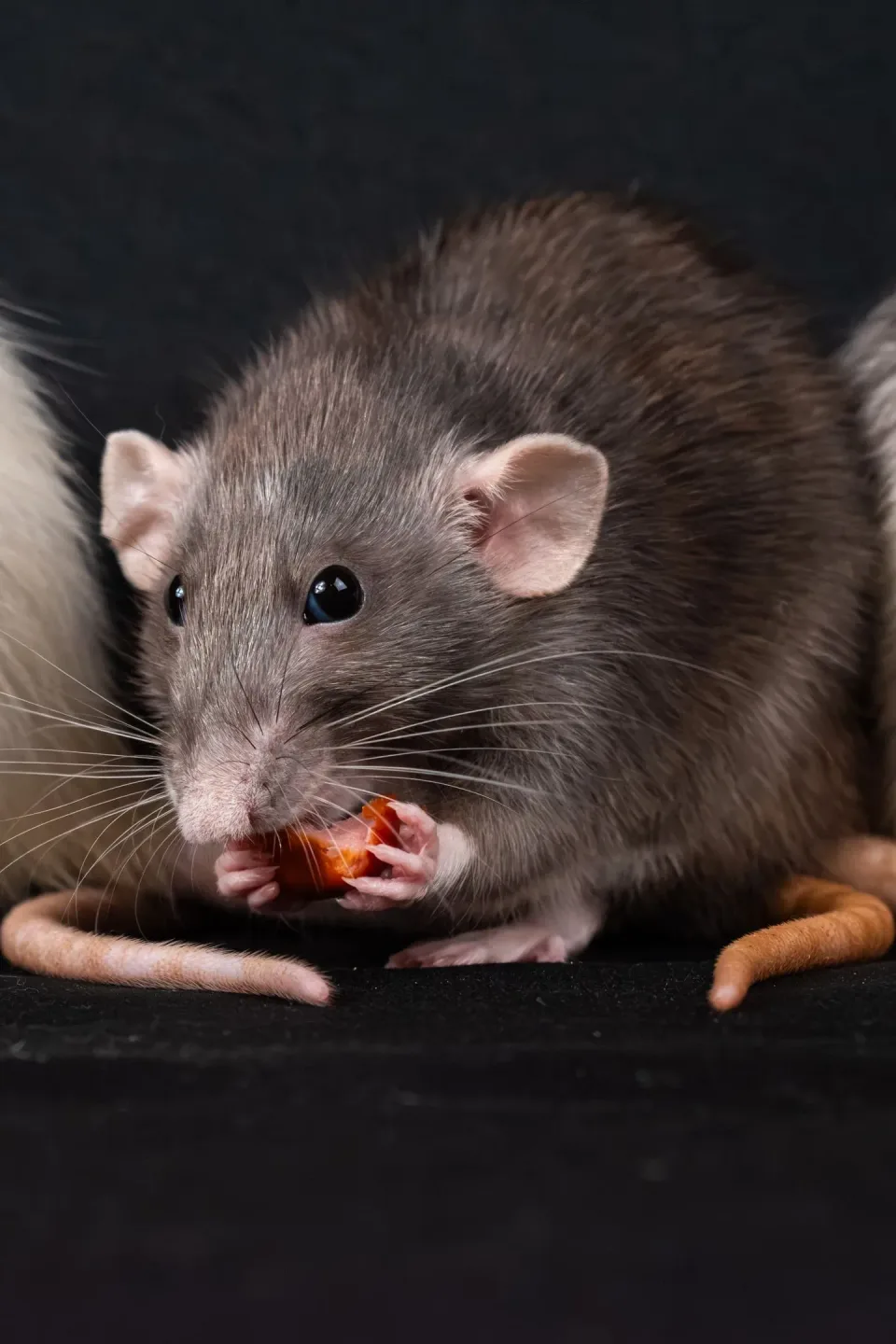 Rat — Pest Control — Rat, Rodent, Whiskers, Pest Control, Pest Control