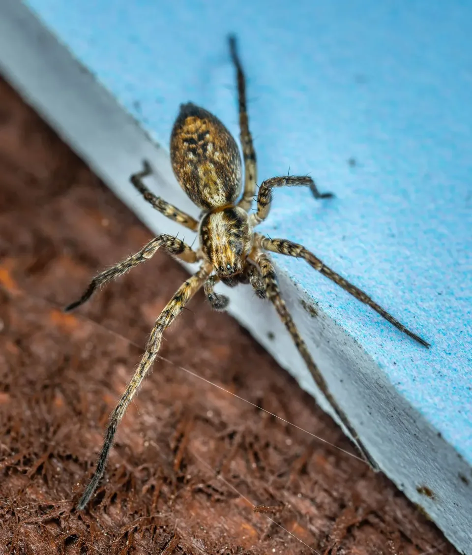 Spider — Pest Control — Spider, Spider Legs, Spider Abdomen, Pest Control, Pest Control