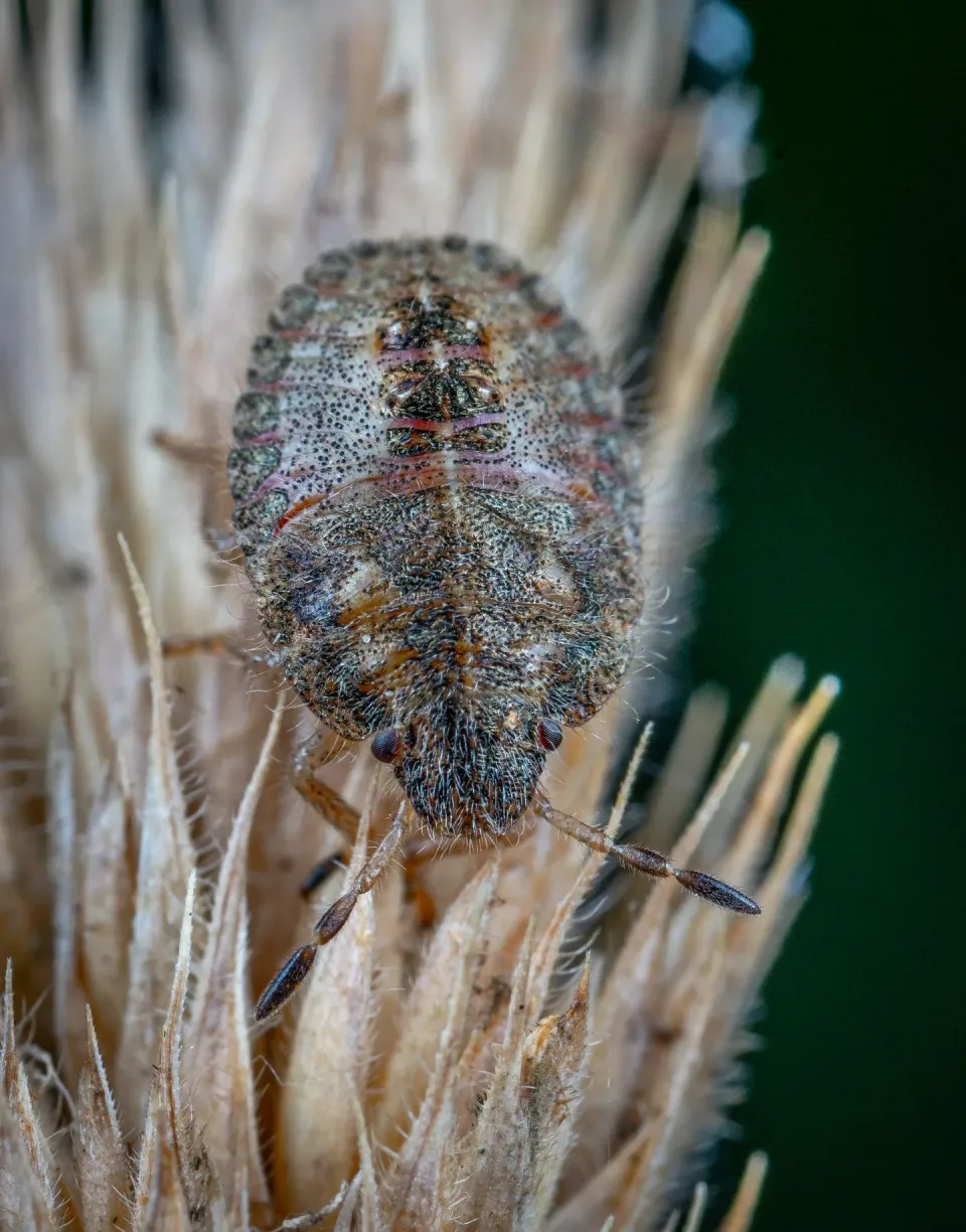 Stink Bug Nymph — Pest Control — Stink Bug Nymph, Brown Marmorated Stink Bug, Plant Stem, Pest Control, Pest Control