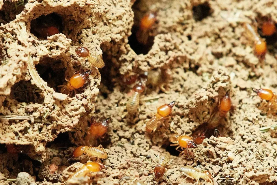 Termites — Pest Control Termites — Pest Control — Termites, Termite Mound, Soil, Pest Control, Pest Control