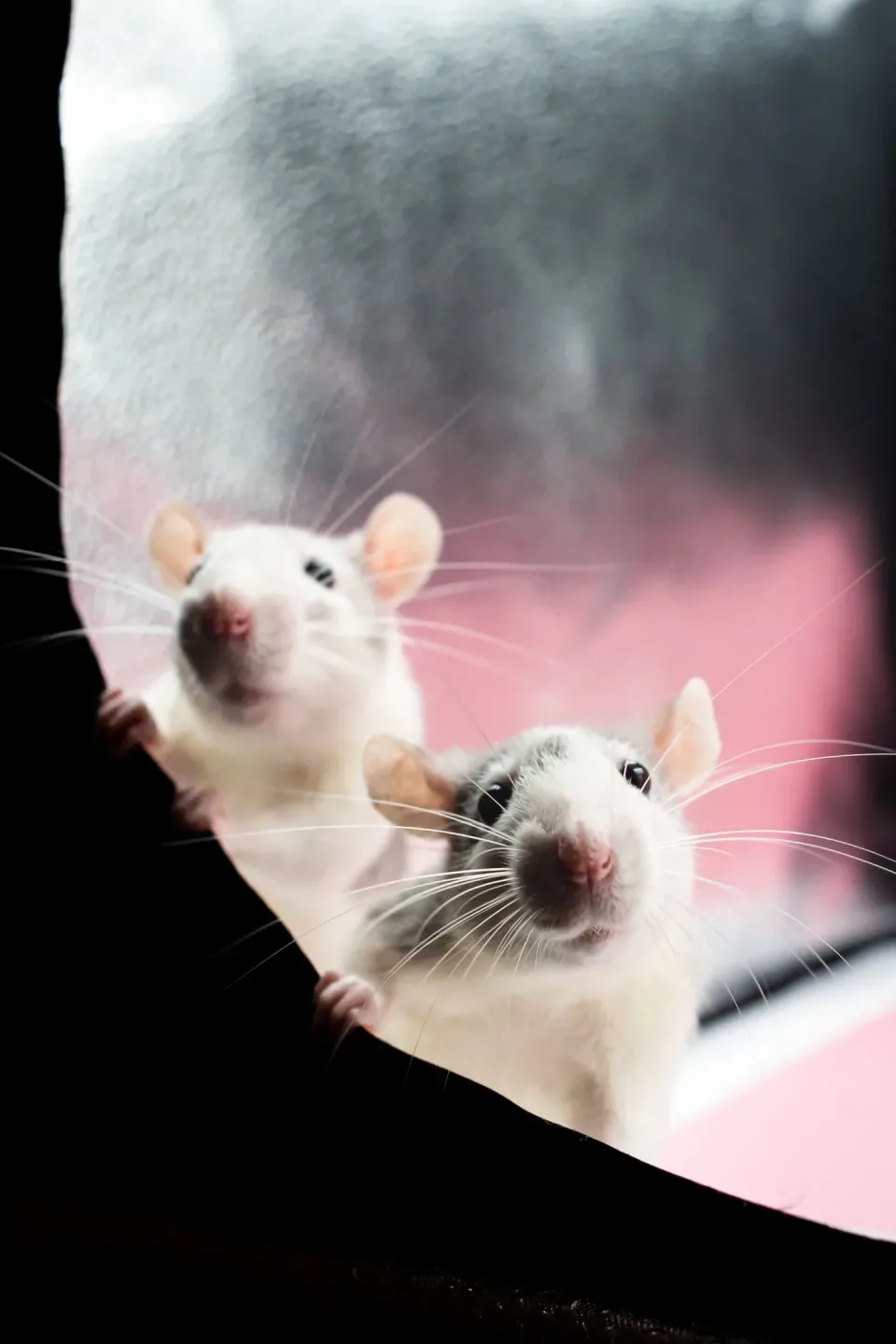 Two Rats — Pest Control — Two Rats, Fabric Curtain, Whiskers, Pest Control, Pest Control